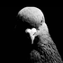 Avatar for szcrqstic