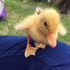Avatar for quackitten
