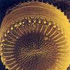 Avatar for SpaceDiatom