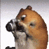 Awatar dla Hamsterman65