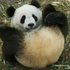 Avatar di pandasatnight