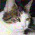 Avatar di eimink