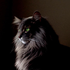 Avatar for LinuxEngi