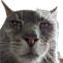 Avatar for alfredroberts