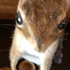 Avatar for ThiagoBeauty