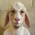 Avatar for yungjoebiden