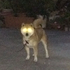 midiwav için avatar
