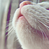 Avatar for Steve_Rowland