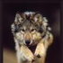 Avatar for Wolfhordee