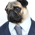 Avatar for ThatPugInASuit