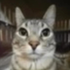 Avatar for arismh