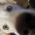 Avatar for Britishpotato