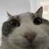 Avatar for albatrossv2