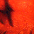 Avatar for Santiagoox89