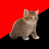 Avatar for Nini-161