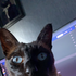 SoggyRat için avatar