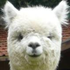 Avatar di mabagor