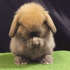 Avatar for autibun