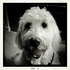 Avatar di doug_w