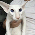 Avatar di citrusthetoad