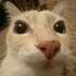 Avatar for abugei