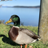Avatar for mallard_