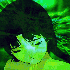 Avatar for cardzinn
