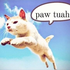 sillyhili için avatar