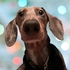 Avatar for Diggles_