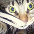 Avatar de tipcik