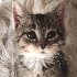 Avatar for t4d15
