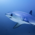 Avatar for classicShark