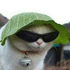 Avatar for Koalaks