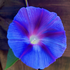 Avatar for gospelisosceles