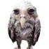 Avatar for TotoriBoo