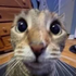 pidgin_ için avatar