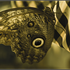 Avatar for lazymoth