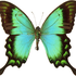 Avatar for taangeriine