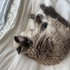 Avatar for Sleepycatlady