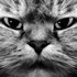 Avatar for Funky_Lipetsk