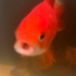 Avatar for kalpall