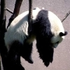Avatar de PandafLy