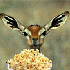 Avatar for Freak_bg