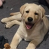 Avatar di beagrace