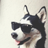 Avatar for theb0bdog