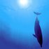 Avatar for Dolphin Park