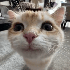 Avatar for catnox