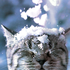 Avatar for yarikasthma