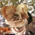Avatar for Headspaced