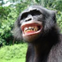 Avatar for bustabus